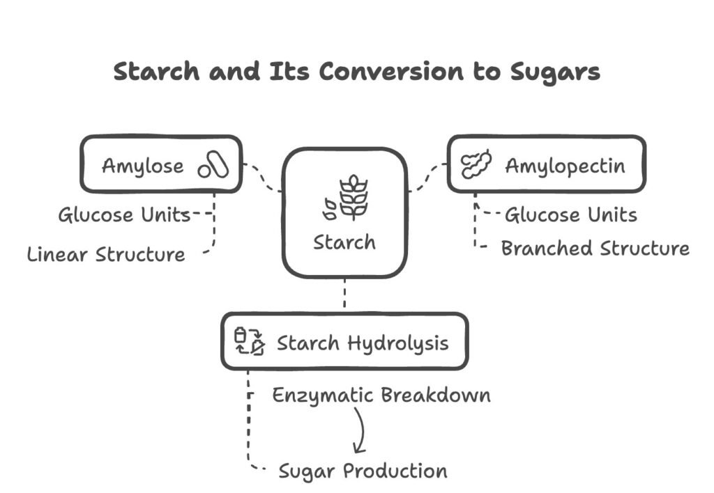 starch and its conversion to sugars