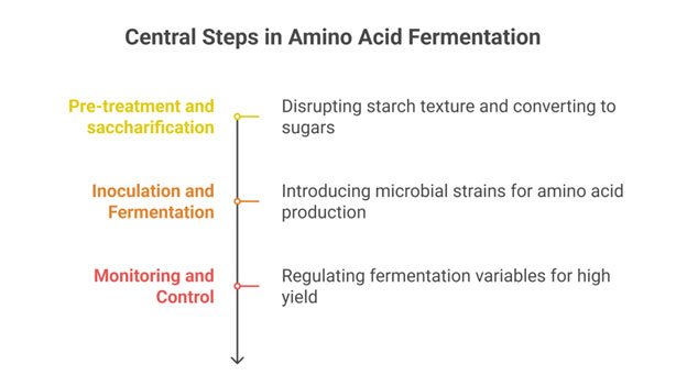 amino acid fermentation steps