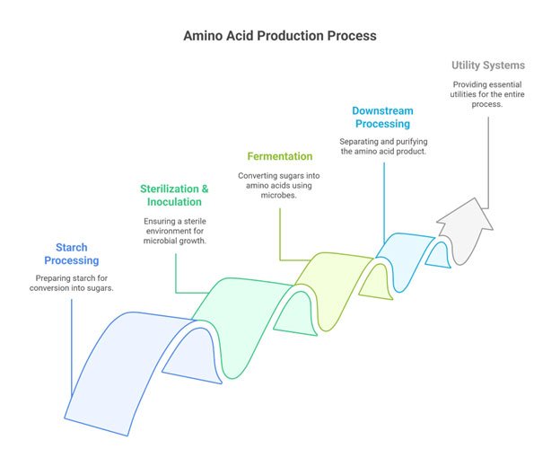 amino acid production process